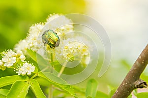 A small beetle crawling on a flower