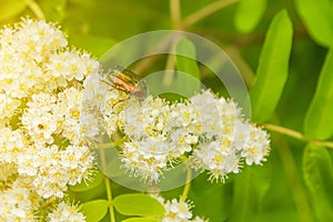 A small beetle crawling on a flower