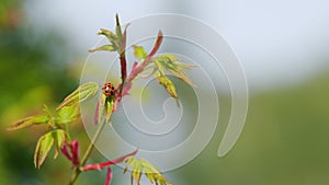 Small Beetle Of The Family Coccinellidae Commonly Known As Ladybugs Or Ladybirds. Japanese Maple Tree Or Acer Palmatum