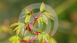 Small Beetle Of The Family Coccinellidae Commonly Known As Ladybugs Or Ladybirds. Japanese Maple Tree Or Acer Palmatum