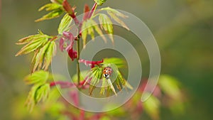 Small Beetle Of The Family Coccinellidae Commonly Known As Ladybugs Or Ladybirds. Japanese Maple Tree Or Acer Palmatum