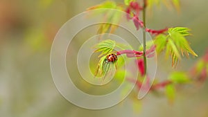 Small Beetle Of The Family Coccinellidae Commonly Known As Ladybugs Or Ladybirds. Japanese Maple Tree Or Acer Palmatum