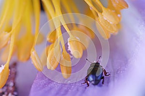 Small beetle with flower filaments photo