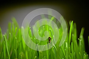 Malé chrobák na zelená tráva 