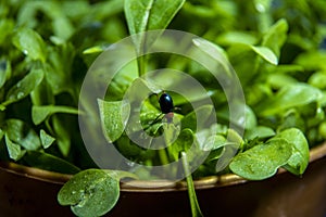 The small beetle hangs upside down on a green leaf of lettuce