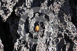A small beetle insect crawling on the bark of a tree