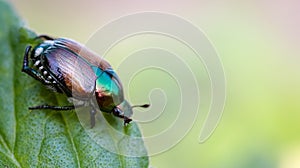 small beetle on leaf tip shot in macro