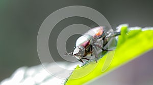 small beetle on leaf tip shot in macro