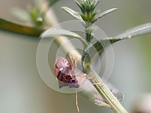 small beetle on leaf tip shot in macro