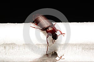 Small beetle macro little bug