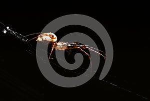 Small beetle macro little bug