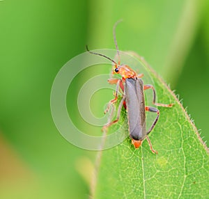 Small beetle macro little bug
