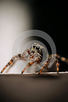 Small beetle macro little bug