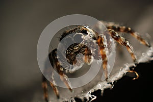 Small beetle macro little spider