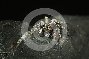 Small beetle macro tiny spider