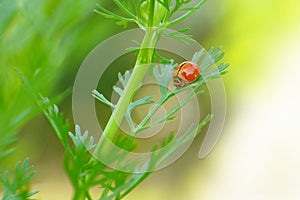 A small beetle (Micraspis discolor) on coriander leaf