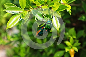 Small beetle  The scientific name is Buprestidae. On the hands of people, the concept of the ecosystem is on the tree.