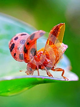 Small beetle on a tropical forest leaf