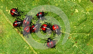 Small beetles photo