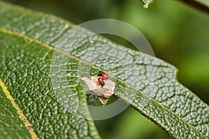 Small beetles with red elytra and black head on a green leaf