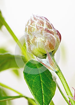 Small Beginning American Wisteria Flower Bud