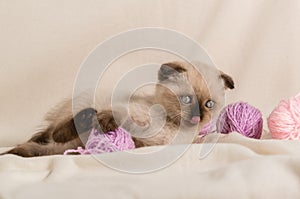 A small beige kitten of the point color color is playing with balls woolen lilac threads on the sofa. Licking his tongue