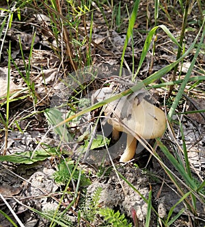 Small beige mushroom among old leaves and grass