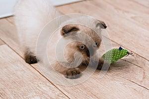 A small beige point color kitten is playing on the floor with mouse toy. Selective focus