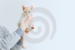 A small beige Scottish kitten sits in  hands of Caucasian woman. White background