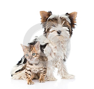 Small bengal cat and Biewer-Yorkshire terrier dog together. isolated