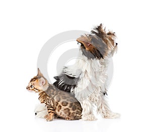 Small bengal cat and Biewer-Yorkshire terrier puppy sitting in profile. isolated on white