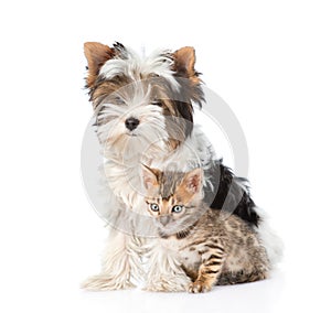 Small bengal cat and Biewer-Yorkshire terrier puppy sitting togther. isolated on white photo