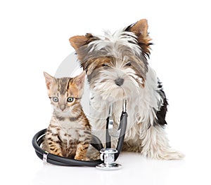 Small bengal cat and Biewer-Yorkshire terrier puppy with stethos stethoscope. isolated on white