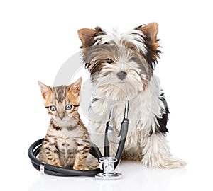 Small bengal cat and Biewer-Yorkshire terrier puppy with stethoscope. isolated on white