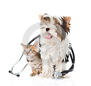 Small bengal cat and Biewer-Yorkshire terrier puppy with stethoscope. isolated on white