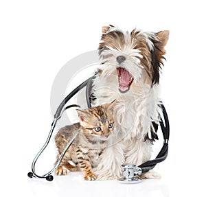 Small bengal cat and Biewer-Yorkshire terrier puppy with stethoscope on white