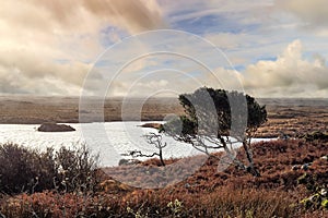 Small bent tree grows in a field by a lake. Connemara, Ireland. Life and survival in harsh conditions concept. Cloudy sky. Wild