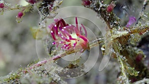 Small bicolor nudibranch underwater