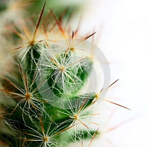 Small big cactus