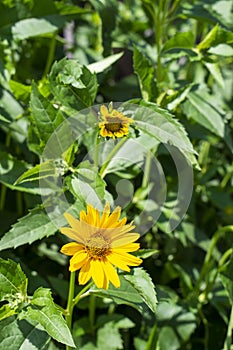 Small and big Jerusalem artichoke flower in the bush