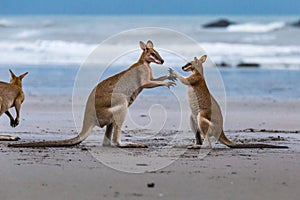 Small and Big Kangaroos Fighting on the Beach at Cape Hillsborough, Queensland, Australia