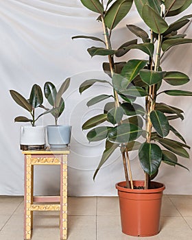Small and big Rubber fig, Ficus elastica in the pot