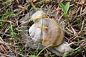 The small and big snail in the grass