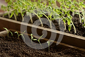 Small and big sprouts of tomato seedlings are growing in earth from seeds in two different boxes indoors. Growing vegetables.