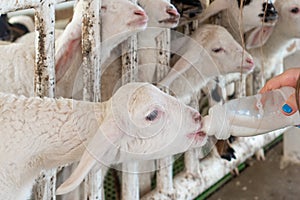 A small billy goat being feed with milk in a bottle. girl feeding milk bottle for sheep in the farm, Activities family to enhance