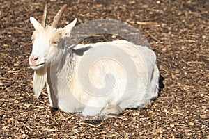 small billy goat is resting on the farm