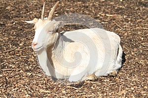 small billy goat is resting on the farm