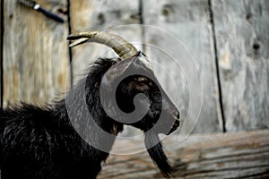 A small billy goat on the Swiss Alps