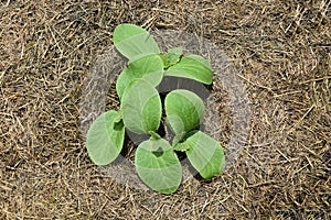 Small Bio Cucumber Sprouts Plants on Home Garden Photo