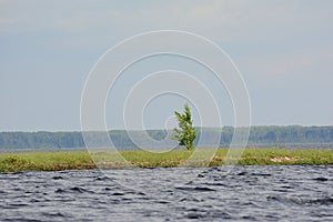 The small birch growing ashore against the background of the cloudy sky and the wood